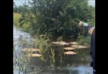 VÍDEOS: Rio Guaporé registra mortandade de espécies aquáticas e répteis e preocupa comunidades em Pimenteiras