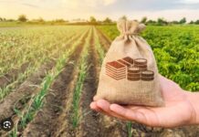 Seguro rural: setor vai buscar apoio do Congresso para derrubar veto de Lula