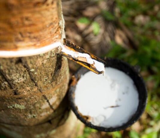 Preço de referência de importação da borracha natural sobe em janeiro e chega a R$ 13,91/kg