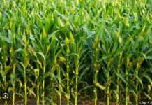 Plantio do milho safrinha vai a 32% com atrasos com relação a 2025 e a média dos últimos 5 anos