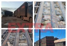 VILHENA: fiscalização intensifica ações e identifica fraudes na saída de gado de Rondônia