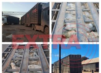 VILHENA: fiscalização intensifica ações e identifica fraudes na saída de gado de Rondônia