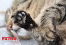 Polícia apura ataque cruel contra animal em distrito de Vilhena