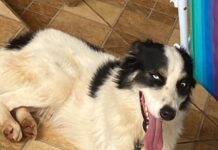 Família busca por cão desaparecido destacando importância do animal para criança com autismo em Chupinguaia