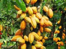 Crise do cacau se agrava no mundo e acende alerta: chocolate pode virar artigo de luxo ou desaparecer até 2050 ?