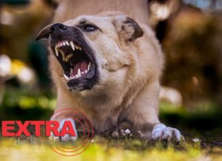 Proprietária de cão é autuada após animal atacar criança de 8 anos em via pública de Vilhena