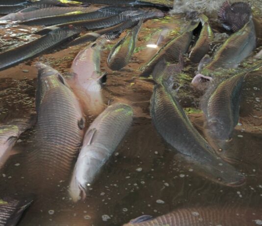 Decisão do Ibama pode restringir produção do pirarucu na piscicultura