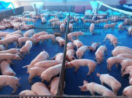 Suinocultura global: alta dos grãos eleva custo da ração na China e aprofunda crise de rentabilidade