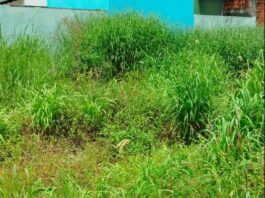 Moradores denunciam abandono de terrenos baldios e cobram fiscalização rigorosa da prefeitura em Vilhena