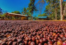 Região Matas de Rondônia conquista sucesso na produção de café especial e sustentável no Brasil