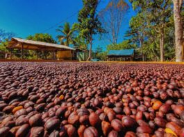 Região Matas de Rondônia conquista sucesso na produção de café especial e sustentável no Brasil