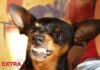 Discussão por causa de pinscher termina em agressão e denúncia de injúria homofóbica no centro de Vilhena