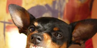 Discussão por causa de pinscher termina em agressão e denúncia de injúria homofóbica no centro de Vilhena