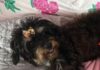Família procura por cãozinho que desapareceu na madrugada de sexta-feira no Setor 19 em Vilhena