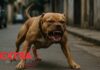 Pitbulls atacam moradores e PM atira para conter um dos cães em Vilhena