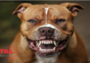 Pitbull foge, ataca cão de vizinho e danifica portão no bairro Cristo Rei em Vilhena