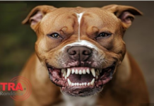 Pitbull foge, ataca cão de vizinho e danifica portão no bairro Cristo Rei em Vilhena