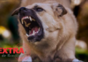 Criança fica ferida após ser atacada por cachorro solto em rua de Pimenteiras