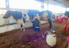 Concurso Leiteiro da 38ª Expocol movimenta setor leiteiro em Colorado