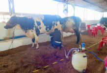 Concurso Leiteiro da 38ª Expocol movimenta setor leiteiro em Colorado