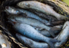 Governo proíbe a pesca da tainha com arrasto de praia