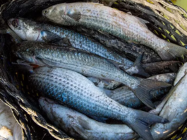 Governo proíbe a pesca da tainha com arrasto de praia