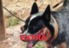 Homem que atacou cachorro com roçadeira em Colorado é condenado a 4 anos e ganha liberdade para cumprir pena em regime aberto