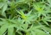 Mercado de cannabis acelera expansão e projeta potencial bilionário
