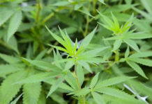 Mercado de cannabis acelera expansão e projeta potencial bilionário