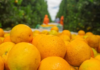 Colheita de laranja começa no Brasil com preços abaixo da safra passada
