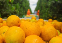 Colheita de laranja começa no Brasil com preços abaixo da safra passada