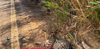 Jaguatirica atropelada é resgatada pelo Corpo de Bombeiros entre Cerejeiras e Corumbiara