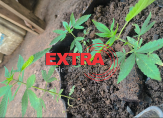 Homem é preso por suspeita de descumprir medida protetiva e manter plantação de maconha em Vilhena