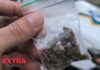 Motociclista é flagrado com simulacro de pistola e porção de maconha durante abordagem em Vilhena
