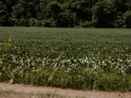 Com fim da Moratória da Soja, US$ 8,2 bi em serviços ambientais poderão ‘sumir’
