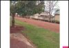 VÍDEO: moradores registram invasão de porcos-do-mato em distrito do Cone Sul após fortes chuvas