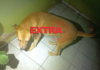 Cão de grande porte escapa de residência, mata cachorro pequeno e gera pânico em Vilhena