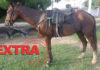 Adolescente é flagrado montado em cavalo furtado de terreno alugado em Cerejeiras