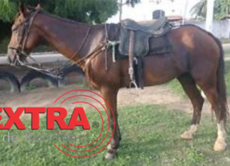 Adolescente é flagrado montado em cavalo furtado de terreno alugado em Cerejeiras