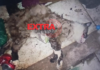 Cão Pitbull ataca gato, derruba moradora e mobiliza Polícia Militar em Vilhena