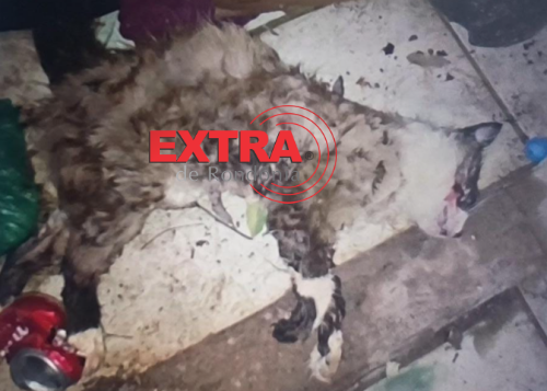 Cão Pitbull ataca gato, derruba moradora e mobiliza Polícia Militar em Vilhena