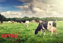Criminosos arrombam porteira e abatem vaca leiteira prenha em fazenda de Chupinguaia