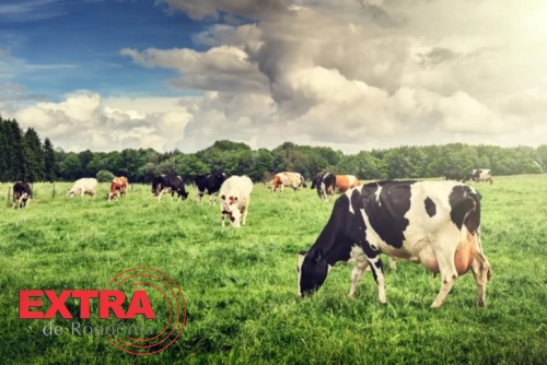 Criminosos arrombam porteira e abatem vaca leiteira prenha em fazenda de Chupinguaia