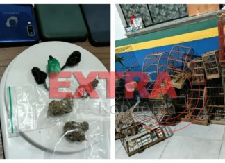 PM intercepta entrega de cocaína, apreende drogas e aves silvestres em residência no bairro Alto Alegre em Vilhena