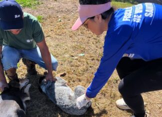 Vilhena reforça combate à raiva com vacinação de cães e gatos neste sábado; veja locais