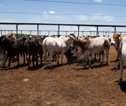 Preço do boi gordo sobe na maioria das regiões pecuárias