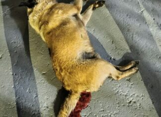 Tutora denuncia suspeita de envenenamento de cães e cita mais de nove casos em Vilhena