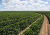 Safra de café 2027/28 tem bom desenvolvimento, mas El Niño ainda gera riscos