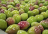 Exportações de frutas devem ter novo recorde em 2026