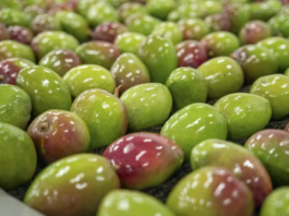 Exportações de frutas devem ter novo recorde em 2026